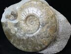 Scottish Ammonite (Ludwigia) - Rare! #30780-1